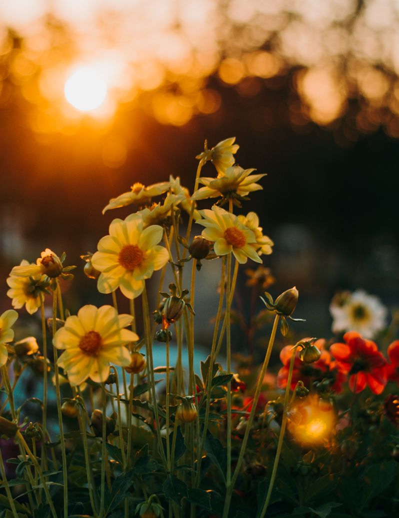 Beautiful yellow flowers at sunset